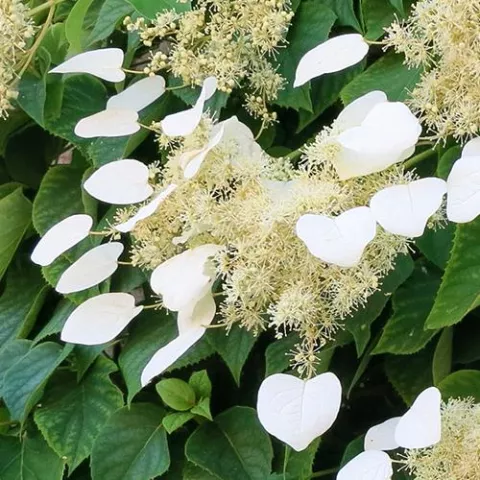Schizophragma hydr. 'Angel Wings'