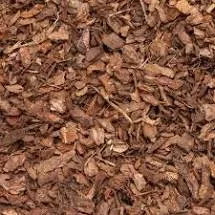 SYLVESTER SCHORS (Zak)