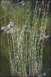 Scirpus tabermont 'Zebrinus'
