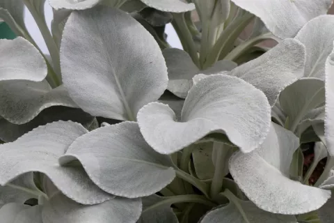 Senecio 'Angel Wings'