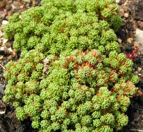 Sedum (in soorten)