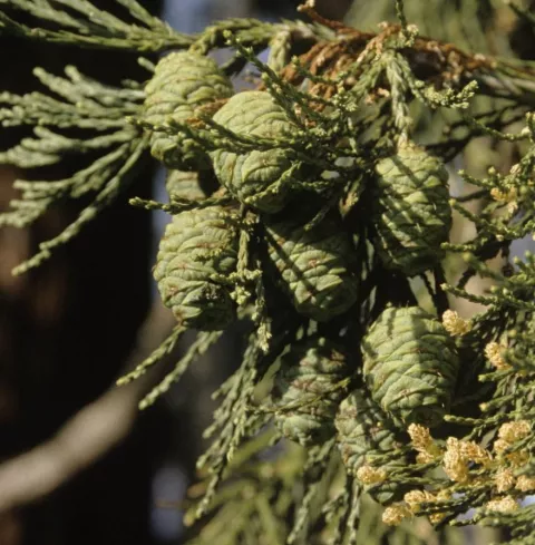 Sequoiadendron gig. 'Healthy Mammoth One'