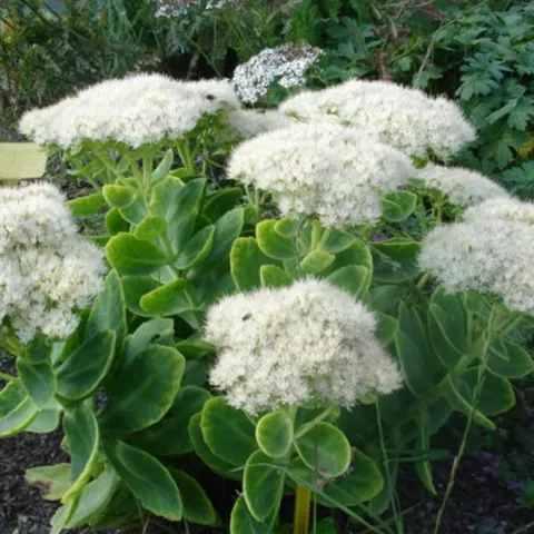 Sedum spectabile 'Iceberg'