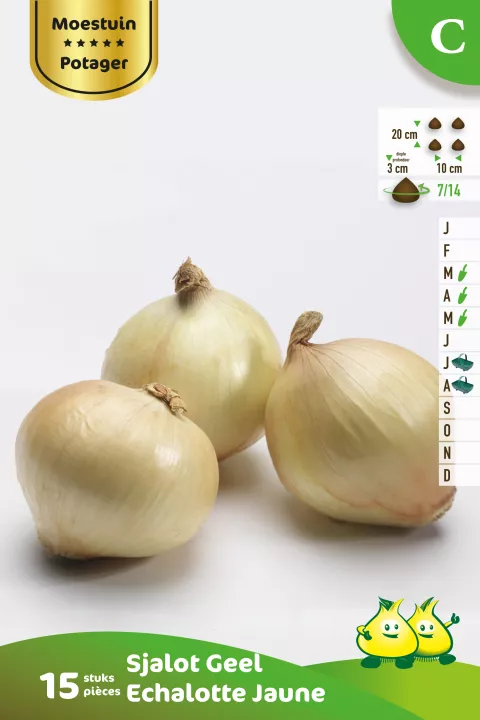 Sjalot Geel 