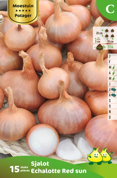Sjalot Rood