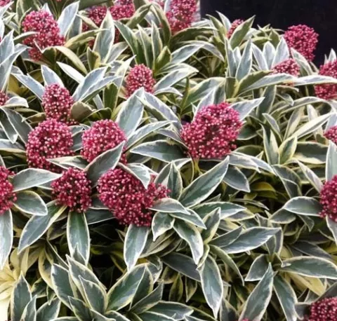 Skimmia jap. 'Magic Marlot'®
