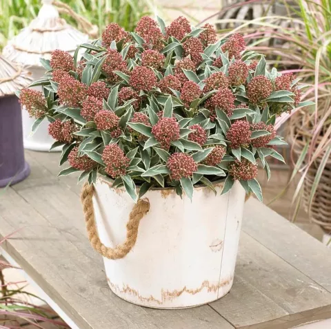 Skimmia jap. 'Mystic Marlot'®