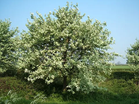 Sorbus aria