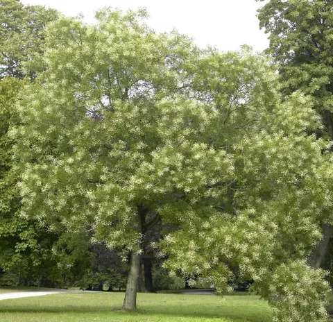 Styphnolobium japonicum