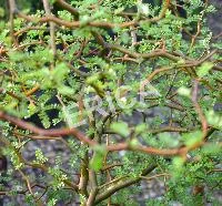 Sophora pros. 'Little Baby'