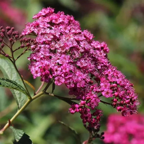 Spiraea jap. 'Double Play Artist'®