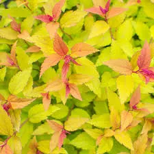 Spiraea jap. 'Firelight'