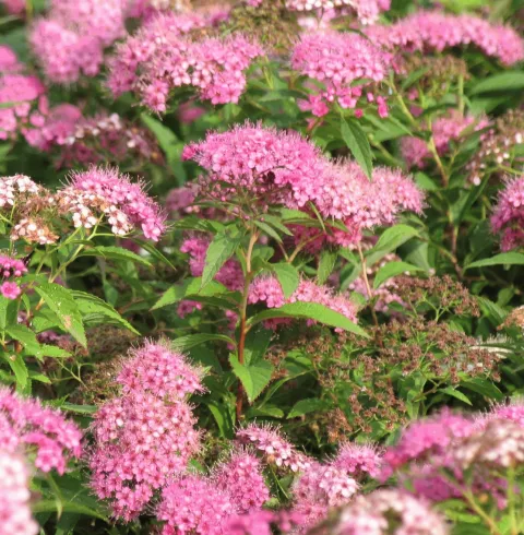 Spiraea jap. 'Genpei'