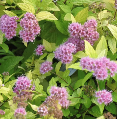 Spiraea jap. 'Golden Princess'
