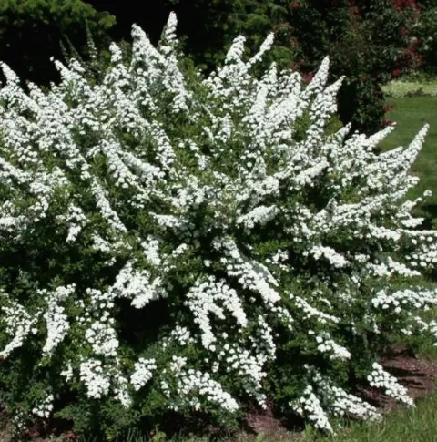 Spiraea nipp. 'Snowmound'