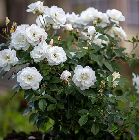 'Baby Schneewittchen'® Stamroos