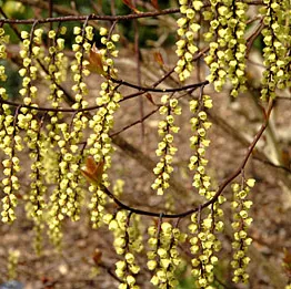 Stachyurus chinensis 'Celina'