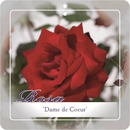 'Dame de Coeur' Stamroos Grootbloemig