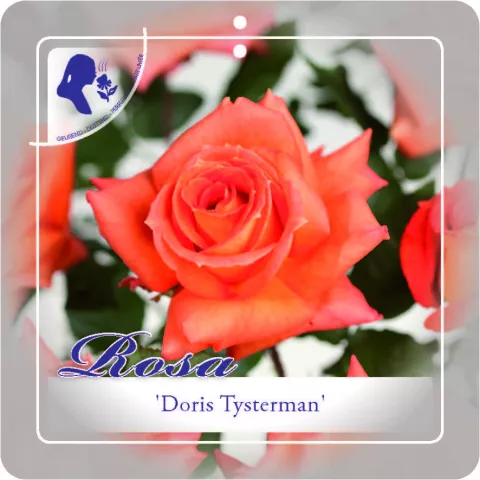 'Doris-Tijsterman' Stamroos