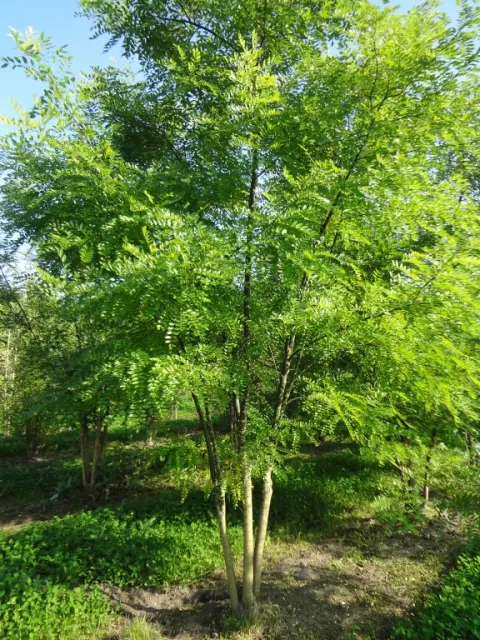 Styphnolobium japonicum