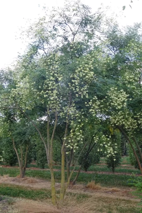 Styphnolobium japonicum