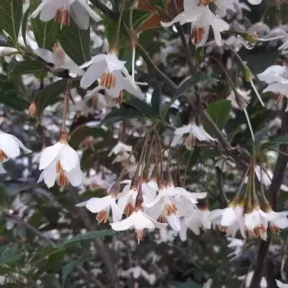 Styrax jap. 'Evening Light'