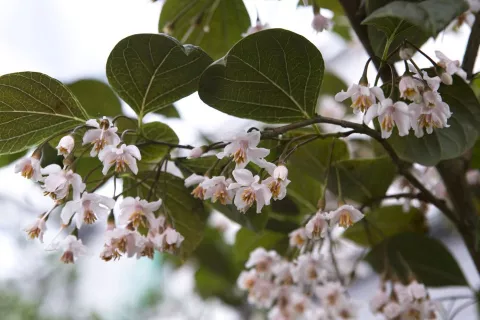 Styrax japonica 'Purple Haze'