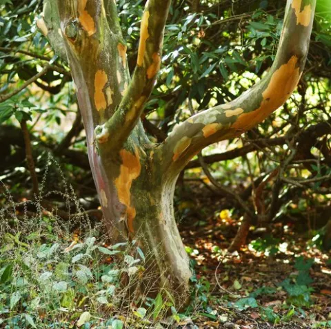 Stewartia pseudocamellia