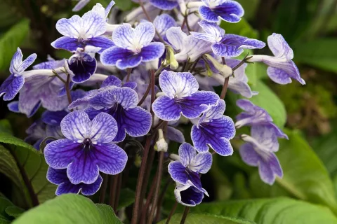 Streptocarpus