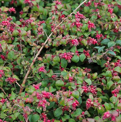 Symphoricarpos chenaultii