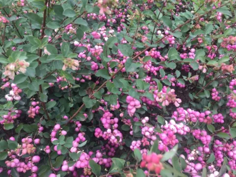 Symphoricarpos d. 'Mother of Pearl'
