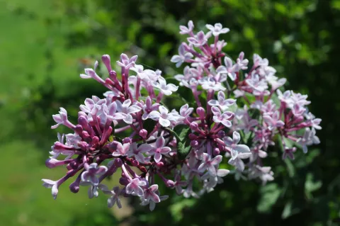 Syringa microphylla 'Superba'