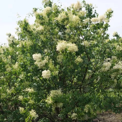 Syringa pekin. 'Beijing Gold'