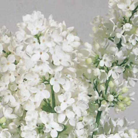 Syringa pinnatifolia