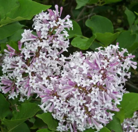 Syringa patula 'Miss Kim'