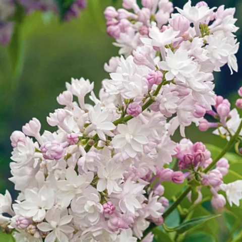 Syringa vulg. 'Beauty of Moscow'