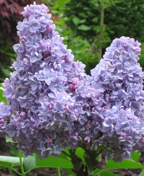 Syringa vulg. 'Carpe Diem'