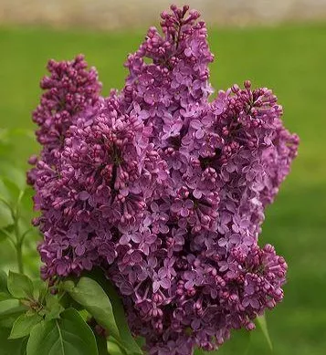 Syringa vulg. 'Charles Joly'