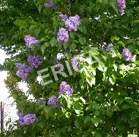 Syringa vulg. 'Katherine Havemeyer'