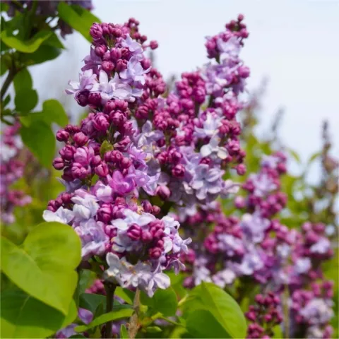 Syringa vulg. 'Katherine Havemeyer'