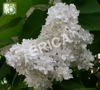 Syringa vulg. 'Mme Lemoine'
