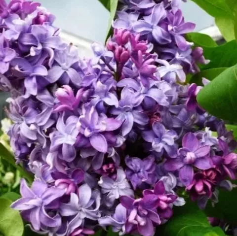 Syringa vulg. 'Nadezhda'