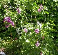 Syringa vulg. 'Sensation'