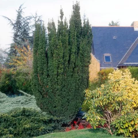 Taxus baccata 'Fastigiata Robusta'