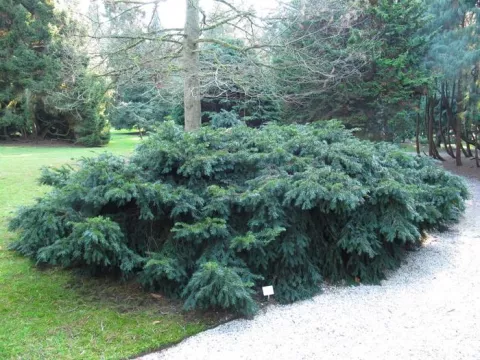 Taxus baccata 'Repandens'