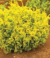 Taxus baccata 'Semperaurea'