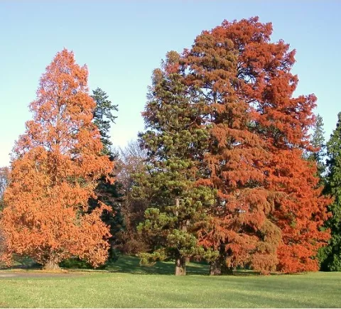 Taxodium distichum