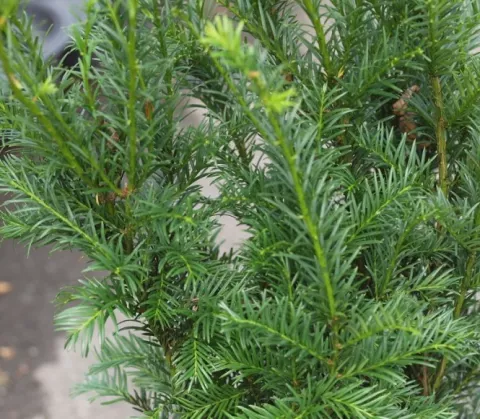 Taxus media 'Groenland'
