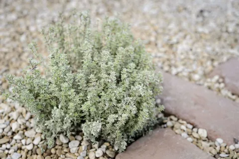 Thymus citr. 'Variegata'
