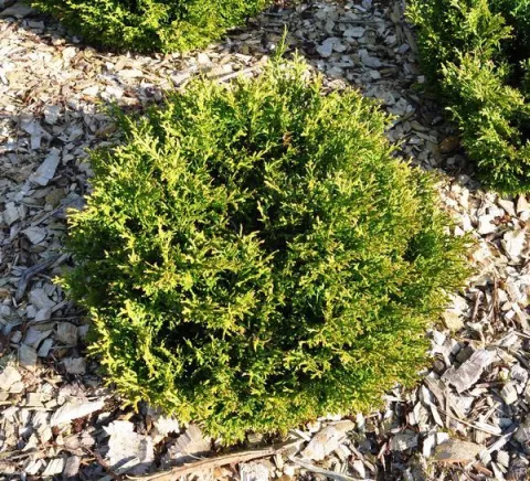 Thujopsis dolabrata 'Nana'